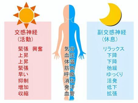 あなたの不調は自律神経の乱れかも？肩こり・睡眠障害と「交感神経」「副交感神経」の関係